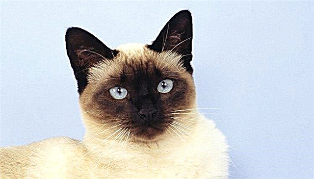  Якого кольору очі у котів, коли їм світить світло в темряві? 