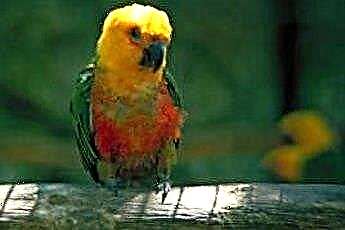 Le malattie più comuni del pappagallo amazzonico 