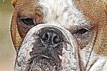  Almindelige årsager til gastritis hos bulldogs 