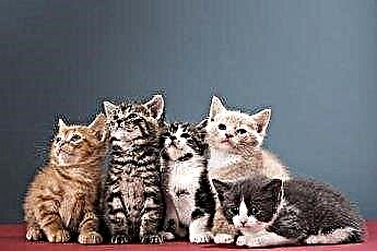  Hva er det vanlige substantivet for en gruppe kattunger? 