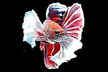  Fatos sobre peixes Betta machos Crowntail 