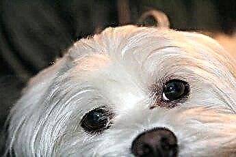  Τι είναι η νόσος του Cushing στα Bichon Frise Dogs; 