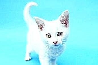  白い子猫のかわいい名前 