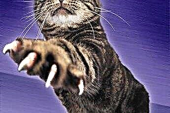  Режещите нокти карат ли котките да спрат ноктите? 