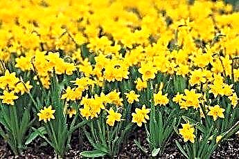  Daffodils có độc với mèo không? 