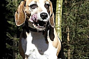  Sådan håndteres Beagles 'mulige aggression 