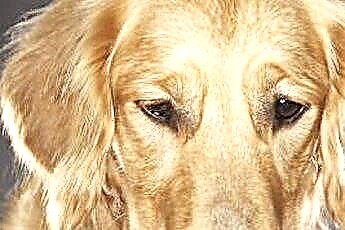  Deģeneratīva mielopātija zelta retrīvera suņiem 