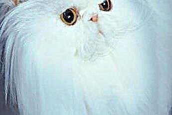  एक सफेद फ़ारसी बिल्ली का वर्णन 