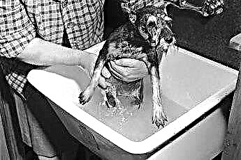  Cum se proiectează o zonă de spălare a câinilor 