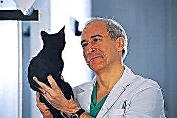  एक स्टर्नम हड्डी की समस्या के साथ एक बिल्ली का निदान कैसे करें 