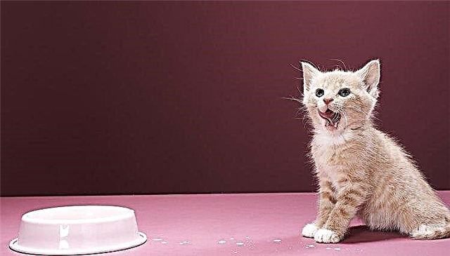  Zalecenia dietetyczne dla kotów z biegunką i pasożytami 