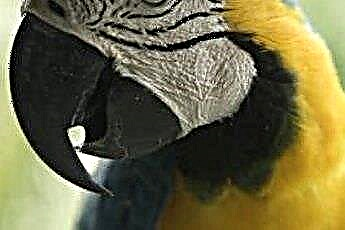  Diet för ara papegoja i blått guld 