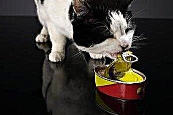  Dieta na kamienie moczowe u kotów 