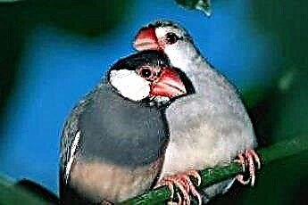  Ποια είναι η διαφορά μεταξύ σπόρου Finch & Parakeet Seed; 