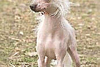  Chinese Crested Dog와 멕시코 Hairless의 차이점은 무엇입니까? 