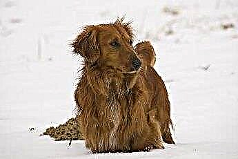  Hvad er forskellen mellem en langhåret gravhund og en trådhåret mini-gravhund? 