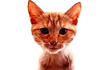  ما هو الفرق بين القطط البرتقالية وقطط تابي؟ 