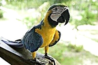  Wat is het verschil tussen een papegaai en een parkiet? 
