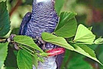  Timnehi ja Kongo papagoi erinevus 