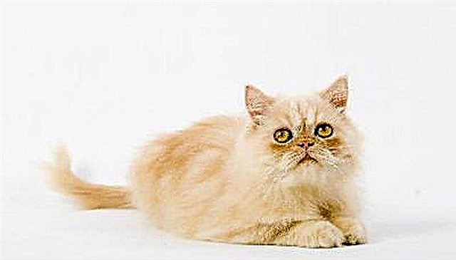  Skillnaderna mellan angora och persiska katter 