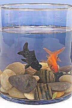  Diferenças entre Goldfish e Fantails 