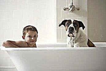  Unterschiede zwischen Hundeshampoos und menschlichen Shampoos 