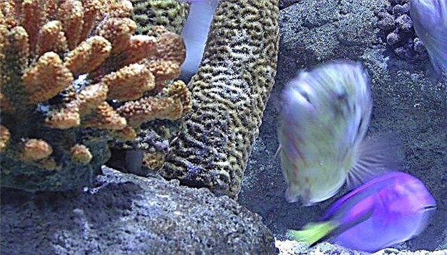  Различни видове настройки за аквариум със солена вода 
