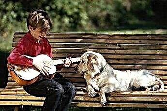  Ovlivňují chování psa různé druhy hudby? 
