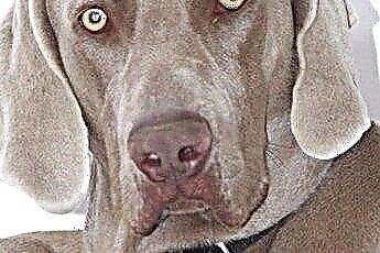  Sygdomme i Weimaraners 