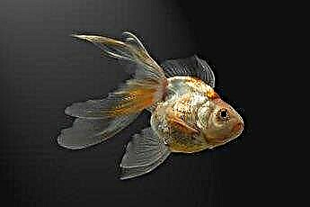  Hur man skiljer en Fantail Goldfish från en Veiltail 