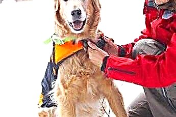  Barkács: Varrj egy kutyamellény kabátot 