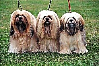  Qual raça de cachorro tem os cílios caninos mais longos? 