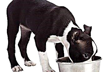  Поведение собаки: ласкание полной миски с едой 