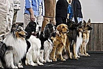  Устав за лаенето на кучета в Пенсилвания 