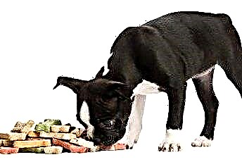  لماذا يجلب الكلب بعض طعامه إلى غرفة أخرى بعد الانتهاء من الأكل؟ 