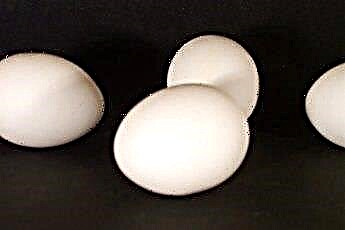  Wie sehen Hundefloh-Eier aus? 