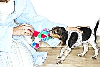  Pes je posadnutý jedením rukavíc a ponožiek 