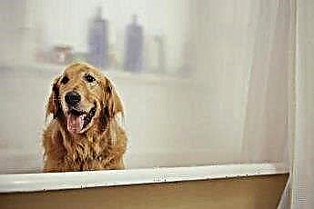  لماذا ينتن الكلب بعد الاستحمام؟ 