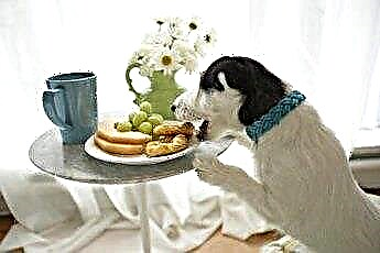  Come convincere un cane a smettere di mangiare cibo sul tavolino 