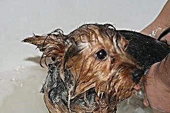  Najboljši pasji šampon za občutljivo kožo 