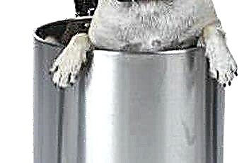  Kā panākt, lai suns pārstāj klauvēt pie atkritumu tvertnes 
