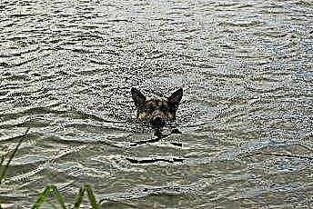  Како навести пса да плива 