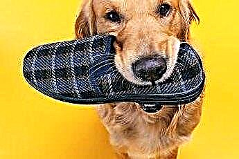  Šunų batai, saugantys letenas 