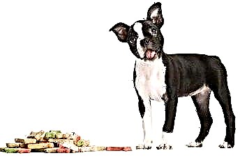  Šunų receptai be mėsos 