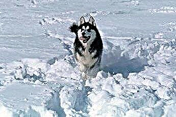  Najlepšie psy pre aljašské podnebie 