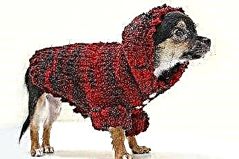  Како натерати свог пса да обуче капут или џемпер 