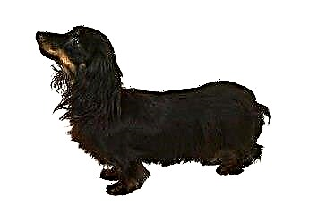  Инструкции за подстригване на кучета за дакели с дълга коса 