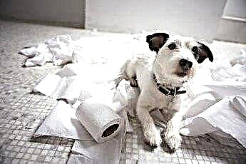  ナプキンと紙を噛む犬 