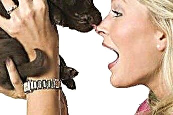  Hvorfor slikker hunde hinandens mund? 