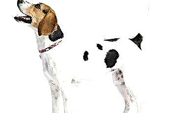  Psi a smlouvy o pronájmu 